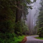 Bosque para Incienso de India