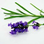 Flor de lavanda para incienso de india