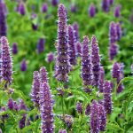 Flor de patchouli para incienso de india