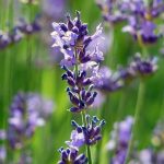 Lavanda flor para incienso de india