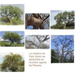 arbol de Palo Santo