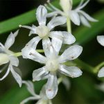 Shatavari flor para incienso de India