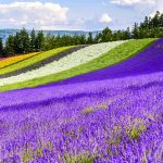 campos de lavanda para incienso de india